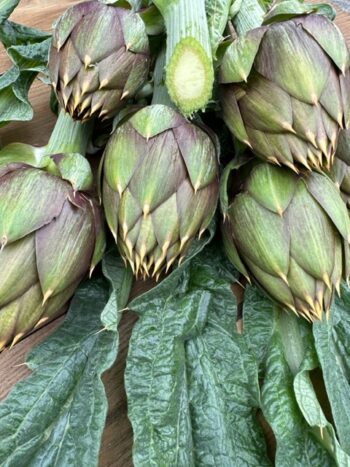 CARCIOFI SPINOSI I SCELTA